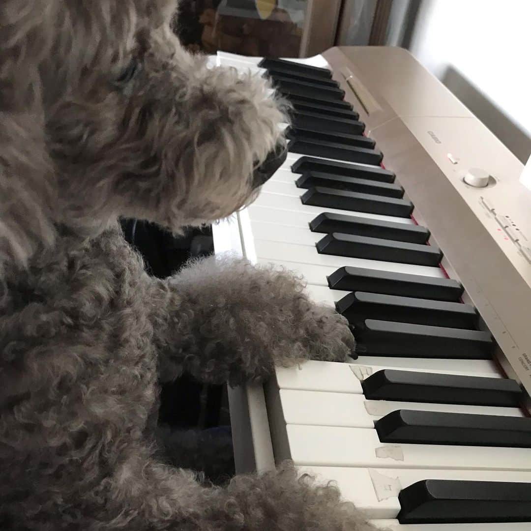 岡まゆみのインスタグラム：「あっ🤭ピアノ乗っ取られた🎹#ピアノ#乗っ取られた#みゆ#岡まゆみ」