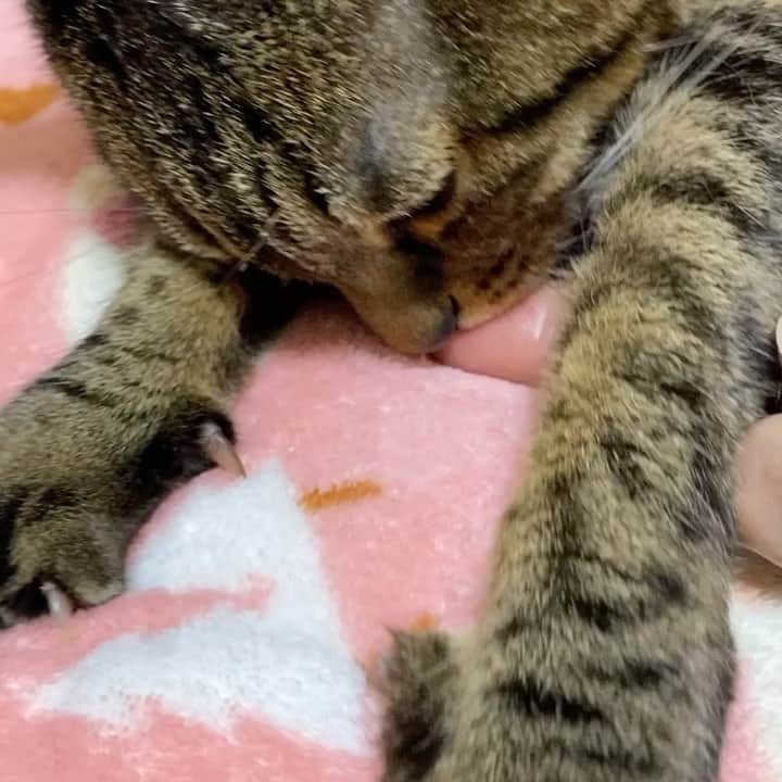 安陪恭加のインスタグラム：「安陪家のあかちゃん👶🏻🍼 #あかちゃん #ネコ #ねこ #ペット #かわいい #ねこすたぐらむ」