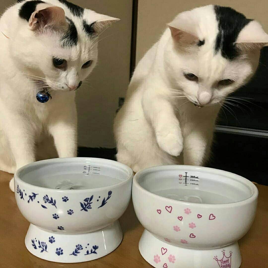 猫壱（ねこいち•ネコイチ）のインスタグラム