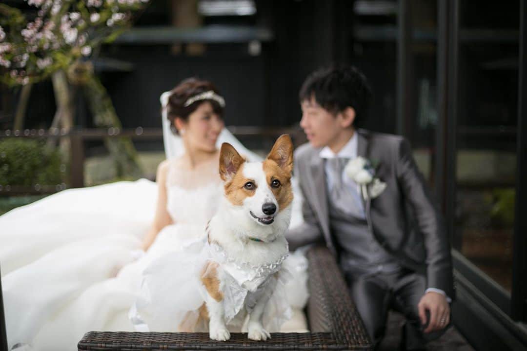 小林樓《新潟県見附市：結婚式場》のグルメインスタ