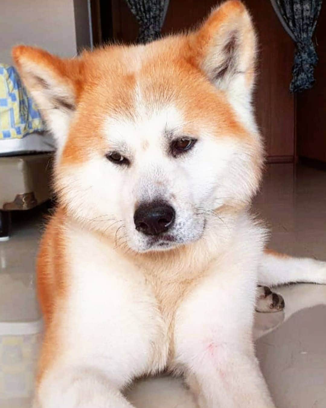 INA. CH KAITO VON JAH SUEDEのインスタグラム：「Best thing to do in this time is doing nothing. Stay safe,stay home, sleep, eating , and disturb human with my laziness  #stayhome #staysafe  #cute #dog #doggy  #puppylove #love #pose #akitagram #akita #model #virtualphotography #virtual #covid_19」