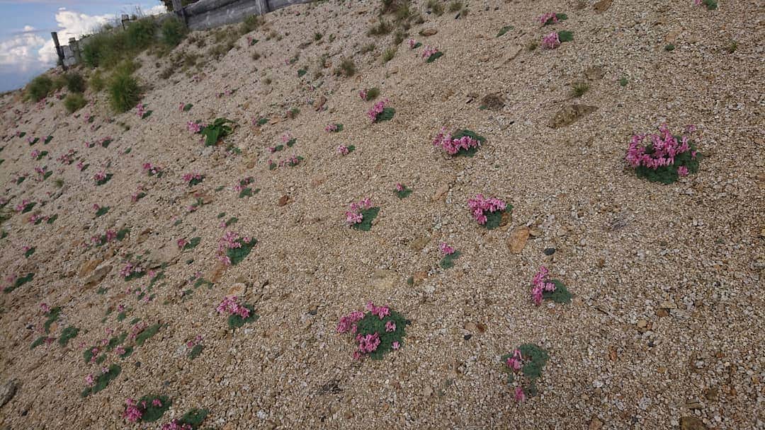 桜花さんのインスタグラム写真 - (桜花Instagram)「夕方でございマウンテン🗻🌷✨ 高山植物の女王コマクサの群生🌷 ピンクでかわいい(*´ω｀*) #コマクサ  #高山植物」5月23日 17時57分 - mountainohka