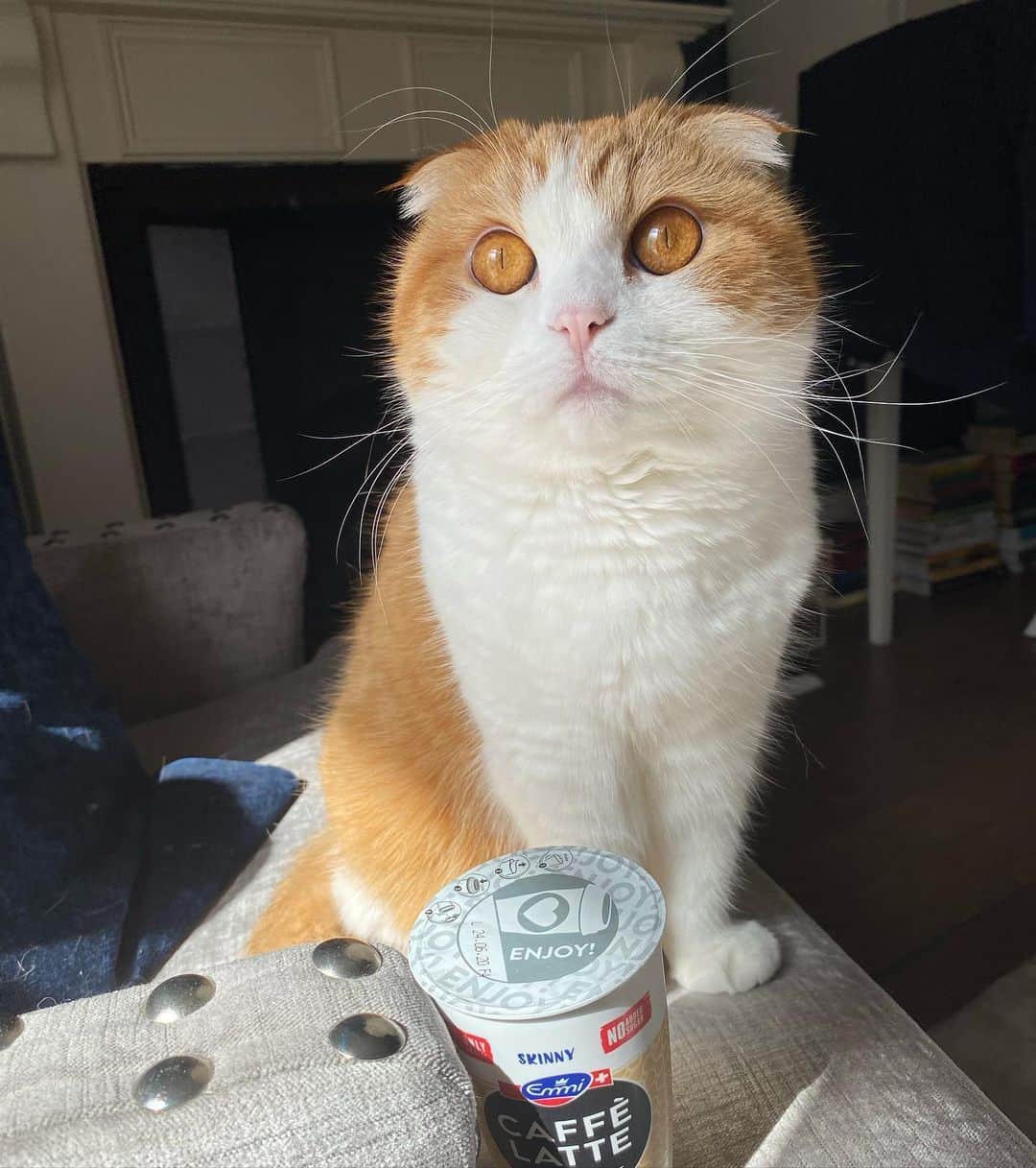 Nana _The Scottish Foldのインスタグラム：「Who starts the morning with coffee like me? 나나의 모닝은 커피와 시작한다옹🐱 . . . #고양이 #猫 #ねこ #スコ #cat #cats #catstagram #catsofinstagram #instagramcats #instacat #bestmeow #catoftheday #catsofworld #catsloversworld #catsofday #냥스타그램 #또앙 #귀여워 #냥이 #caturday #gatos #cats_of_instagram #ilovemycat #catselfie #kittensofinstagram #kittens #catsdaily #kucing #london」