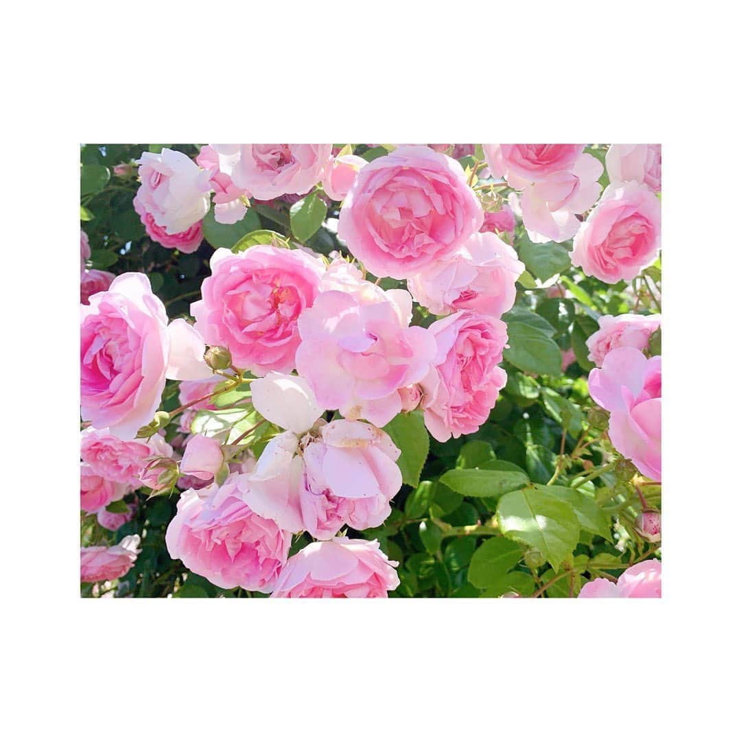 雪森れいらさんのインスタグラム写真 - (雪森れいらInstagram)「ㅤㅤ  ㅤㅤ 薔薇がいっぱい綺麗だった🌹  ㅤㅤ  ㅤㅤ」5月23日 18時22分 - yukimorireira