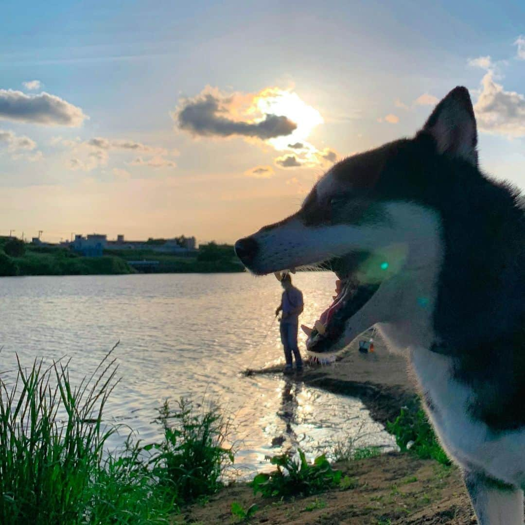 くろさんのインスタグラム写真 - (くろInstagram)「怪獣豆🦖 #人喰い犬 #人食い犬 #怪獣犬 #godzilladog #kuroshiba #blackshiba #shibainu #shibastagram #instadog #dogstagram #柴犬 #黒柴 #黑柴 #日本犬 #和犬 #シニア犬 #癒し犬 #いぬら部 #ふわもこ部 #柴犬部 #モフモフ生命体 #柴犬のいる暮らし #柴犬のいる生活 #柴犬と一緒 #わんこのいる暮らし #わんこのいる生活 #わんこと一緒 #わんダフォ #わんだふるJapan」5月23日 18時22分 - m6bmw