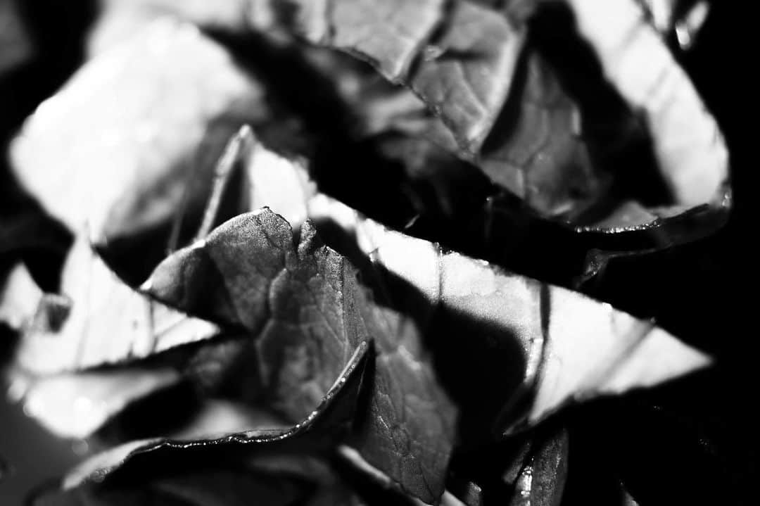 のインスタグラム：「小松菜。 #photography #photographer #artwork #notart #nikondf #nikkor55mmmicro @nikonjp」