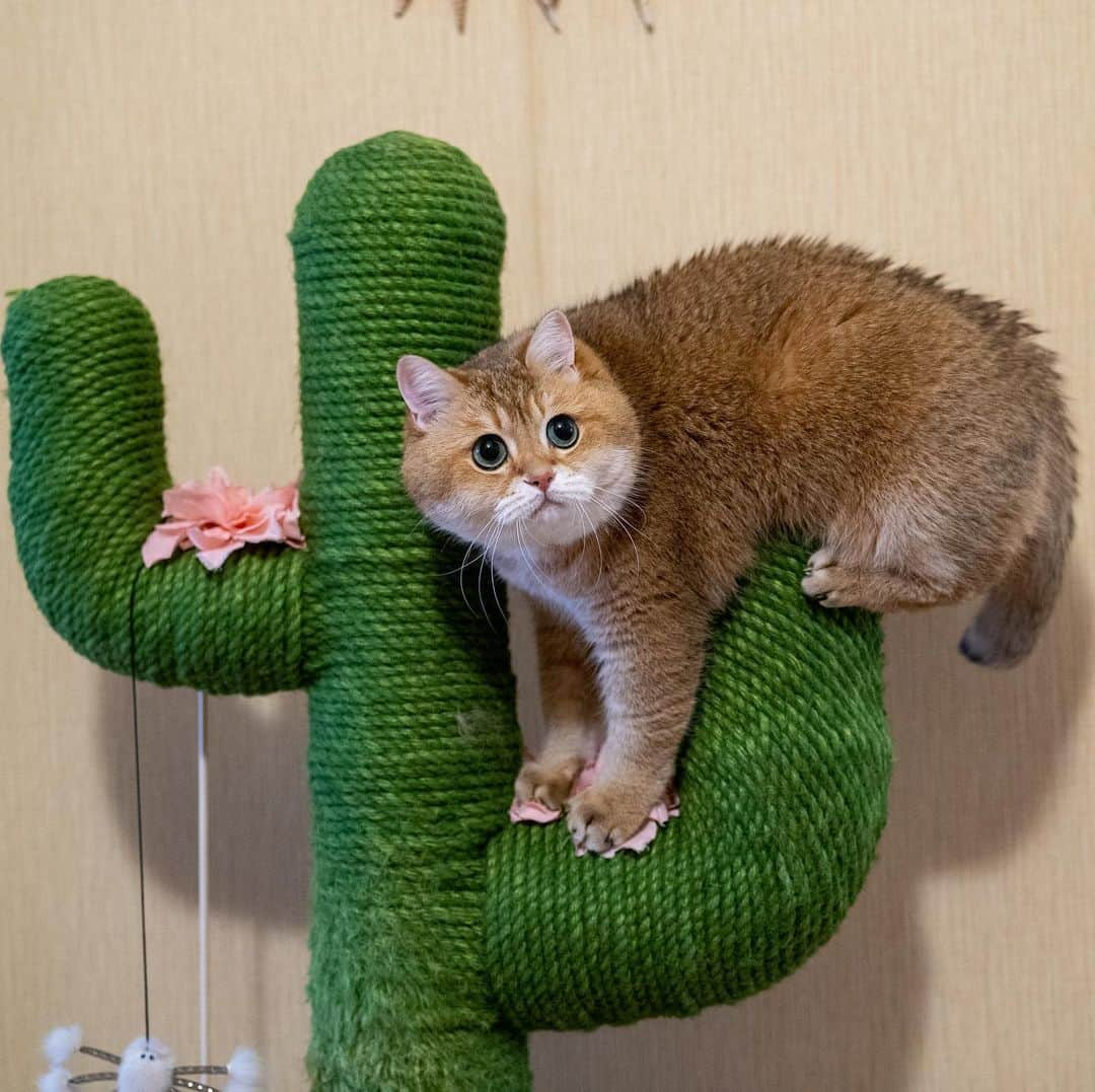 Hosicoさんのインスタグラム写真 - (HosicoInstagram)「Happy Caturday! 🐱🌵」5月23日 18時30分 - hosico_cat