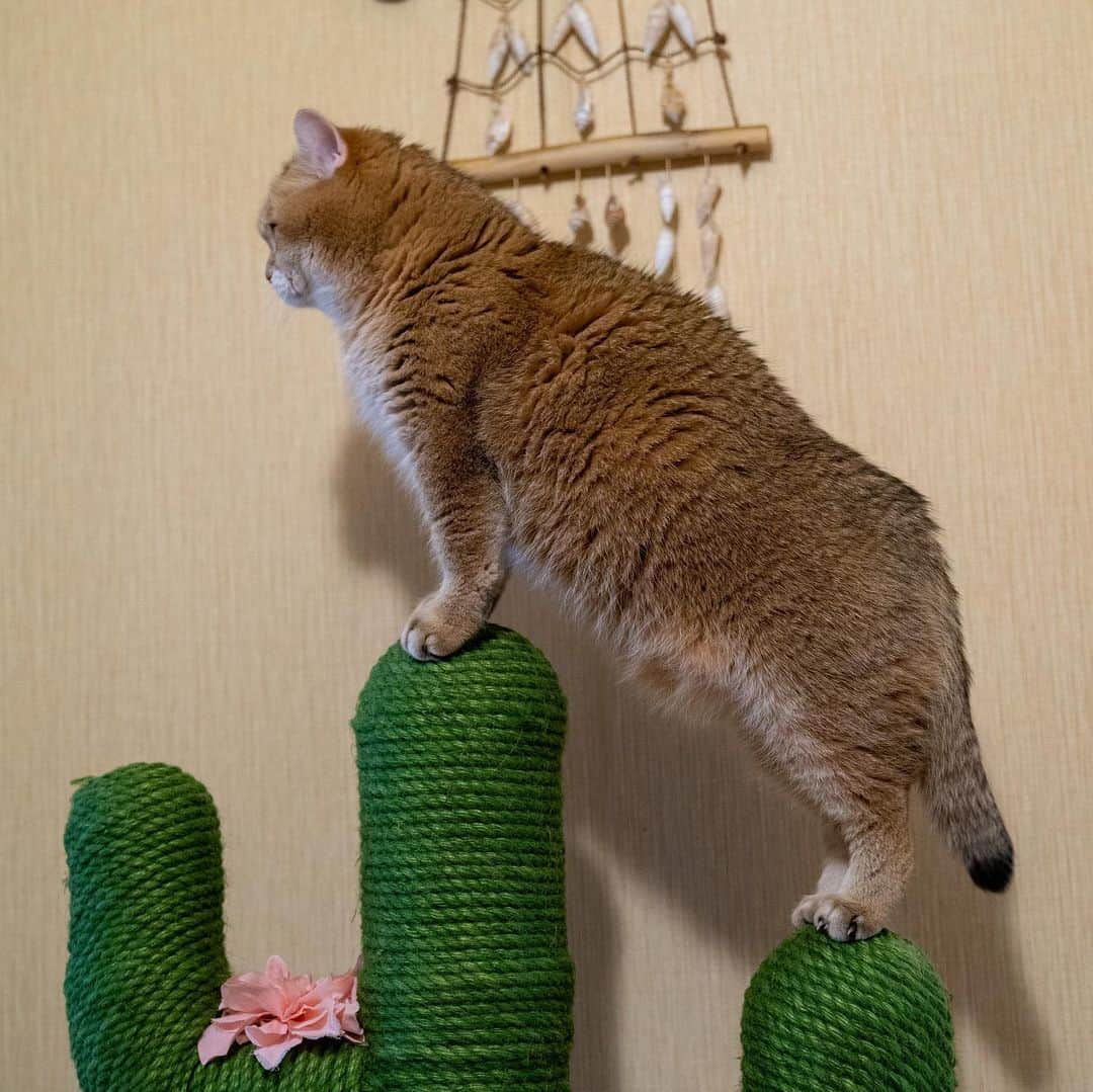 Hosicoさんのインスタグラム写真 - (HosicoInstagram)「Happy Caturday! 🐱🌵」5月23日 18時30分 - hosico_cat