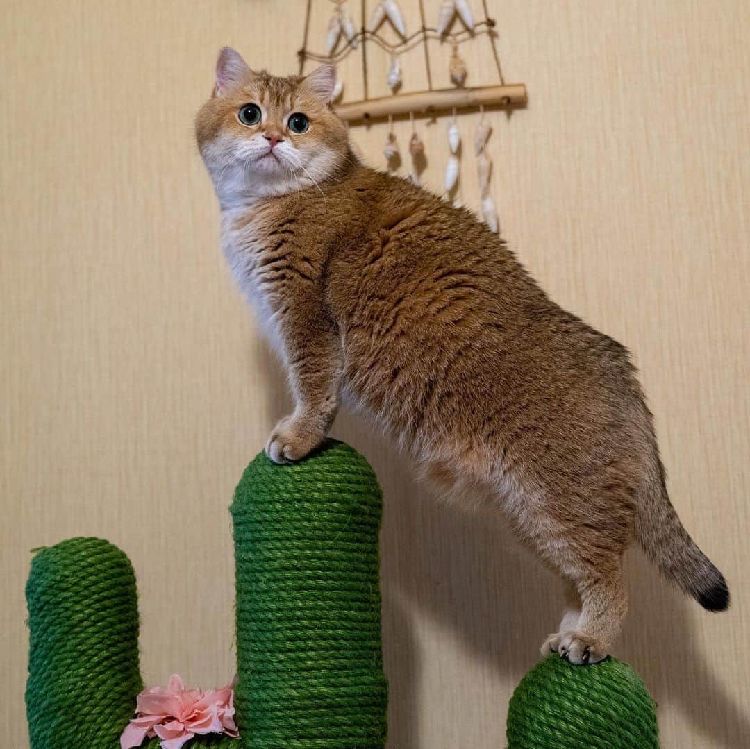 Hosicoさんのインスタグラム写真 - (HosicoInstagram)「Happy Caturday! 🐱🌵」5月23日 18時30分 - hosico_cat