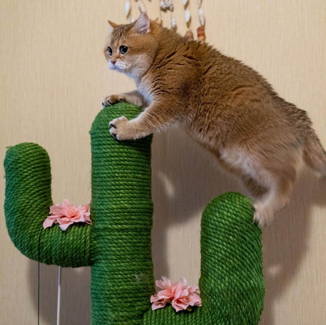 Hosicoさんのインスタグラム写真 - (HosicoInstagram)「Happy Caturday! 🐱🌵」5月23日 18時30分 - hosico_cat