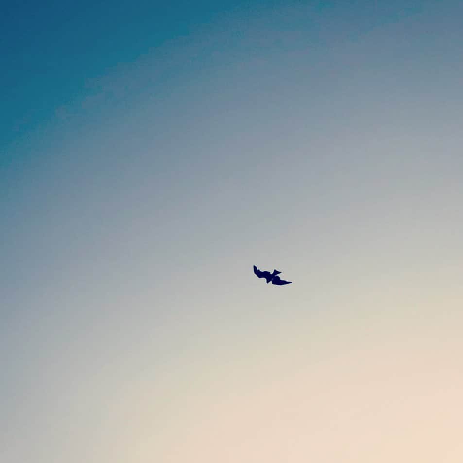 鈴木みのるさんのインスタグラム写真 - (鈴木みのるInstagram)「FLY  空を見上げたら鳥が飛んでた…」5月23日 19時12分 - suzuki.d.minoru