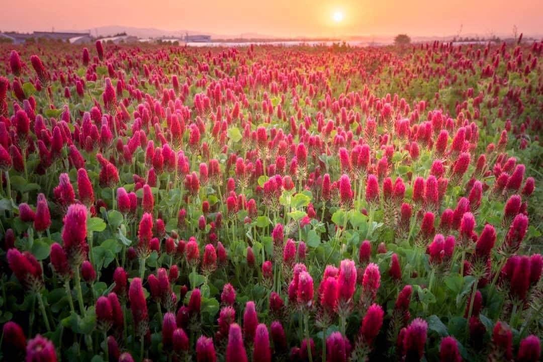 花の写真館のインスタグラム：「Photo by Yuka Teragoshi.⠀ .⠀ Original Post[投稿いただいたURL]⠀ https://www.facebook.com/photo.php?fbid=2169532779840211⠀ .⠀ 本アカウントは、 #私の花の写真 をつけてInstagramに投稿された皆さまの花の写真や、「花の写真館」Facebookページで投稿された花の写真を紹介します。⠀ 「花の写真館」Facebookページは、「 @floral.photograph 」のプロフィールにあるURLからご覧ください。⠀ .⠀ ※日本政府により緊急事態宣言が発令されました。 皆様、政府、自治体など公的機関の指示に従った行動をお願いします。⠀ 東京カメラ部および分室では、写真を「見る楽しみ」を提供することを通して、微力ながら皆様にわずかな時間でも癒しをお届けしたいと思っております。⠀ ※本アカウントは東京カメラ部がFacebook、Instagramのサービスを利用して運営しているもので、Facebook社・Instagramとは一切関係ありません。⠀ .⠀ #花の写真館 #floralphotograph #floralphoto #flower #flowers⠀ Follow: @floral.photograph」