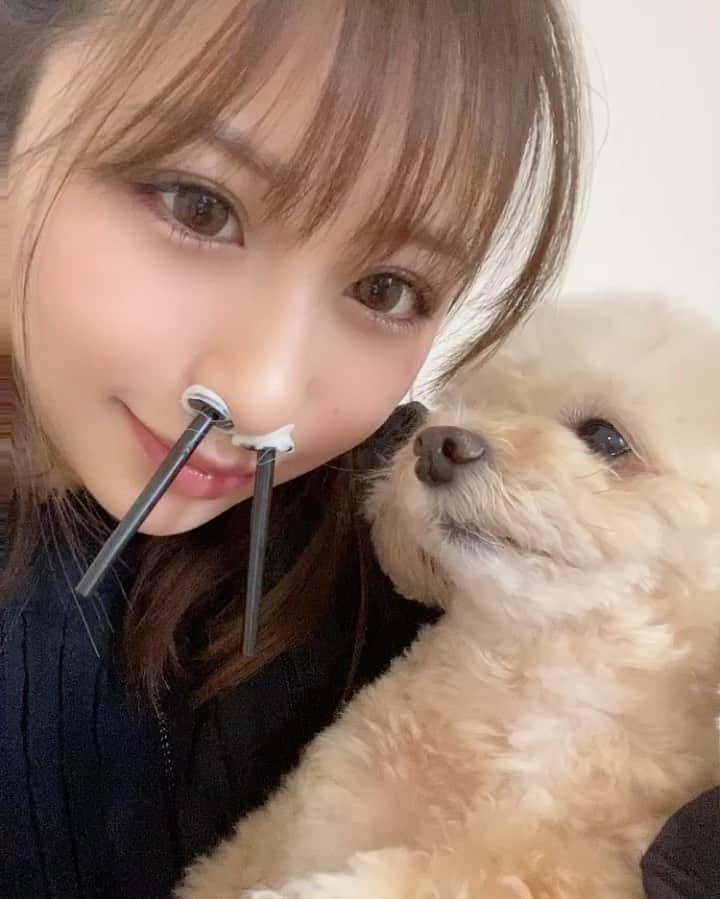 のインスタグラム：「自粛で暇なので 部屋の断捨離を行っていたところ 鼻毛取りが見つかったので 3ヶ月ぶりにやってみましたが 時間を置きすぎてなのか 量が多かったのか ぜんっぜん抜けなくて 鼻が取れたかと思いました！ . 抜けない動画は次回アップするか 検討中ですが 2時間たった今もヒリヒリしてます。 . . ゴッソ恐るべし😘💓 今日はぽわんの531の誕生日💕 いつもたくさんの愛と癒しとと幸せを ありがとう💓💓💓 ポワンのことを一生幸せにする💕 ずーっと長生きしてね❣️love . ケーキはちょっと待っててね💓 . . . #鼻毛 #ゴッソ #gossos #gosso #鼻毛ワックス #激痛 #おうち時間 #ポワン #いつもありがとう #愛してます #韓国ドラマ は 今 #キム室長 見てるよ💕 #面白い #Netflix #fulu #オルチャン #韓国 #korea #韓国ドラマオススメ #チワプー #愛犬 #セラピスト #タイ古式マッサージ #リフレクソロジー #ヘッドマッサージ #リフレクソロジスト #オイルマッサージ #熊本 #東京」