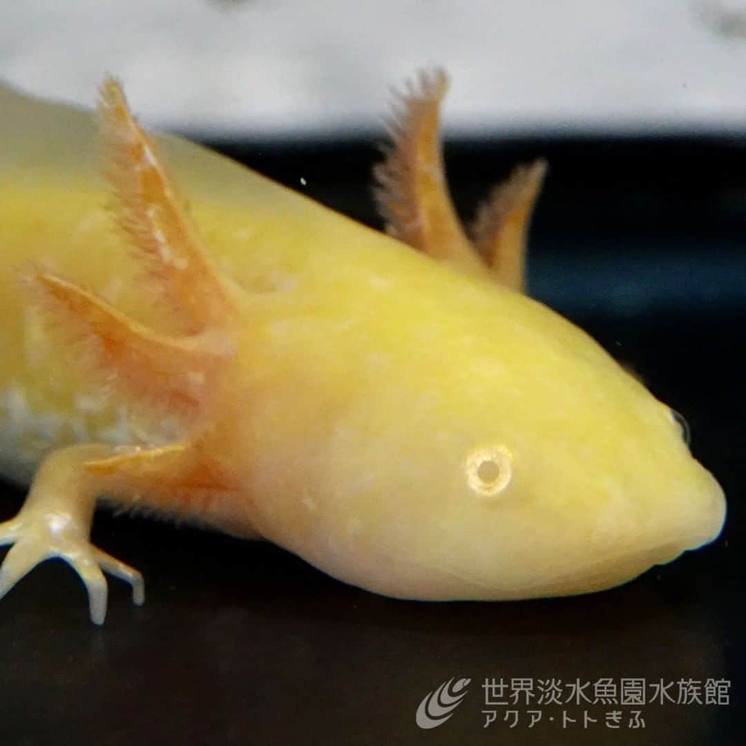 世界淡水魚園水族館 アクア・トト ぎふのインスタグラム：「企画展「もっと知りたいウーパールーパー」では、ウーパールーパーに関する疑問や質問、自慢のウーパー紹介などを募集中。 企画展展示スペースで紹介されるかも！？ #アクアトトウーパー掲示板 を付けて投稿してくださいね。 詳しい内容はHPをご覧ください。  #アクアトト #アクアトトぎふ #アクアトト岐阜 #aquarium #ウーパールーパー #axolotl #axolotls #axolotlsofinstagram」