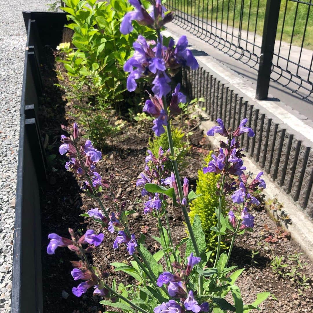 KIYOさんのインスタグラム写真 - (KIYOInstagram)「庭の花壇がだいぶ咲いてきた。 #flowerbed #花壇 #ハーブ #紫陽花」5月23日 19時57分 - kiriko009