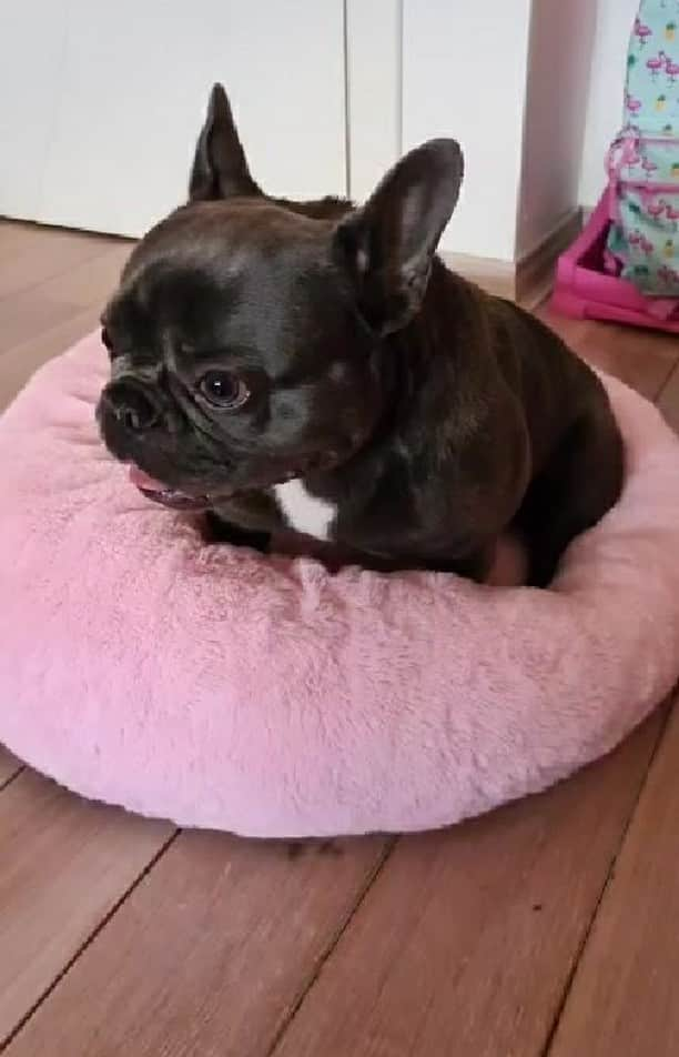 French Bulldogのインスタグラム