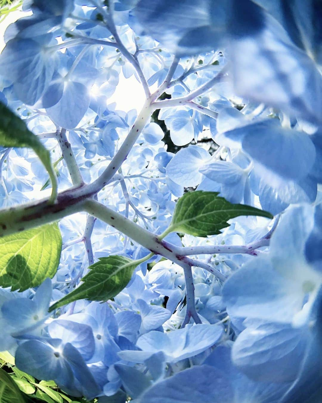 masayaさんのインスタグラム写真 - (masayaInstagram)「Inside of hydrangea 鎌倉 明月院 2018 #あじさい #紫陽花寺 #明月院 #鎌倉 #Japan #Kamakura #blue #trip #flowers #flower #紫陽花」5月23日 20時02分 - moonlightice