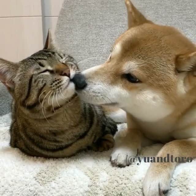 ゆうとろ（柴犬ゆうと猫のとろ）のインスタグラム