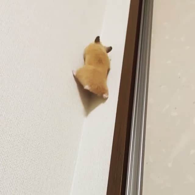 animals.coのインスタグラム：「With the owner holding a pillow underneath this little hamster made it all the way to the top 🐹😂| Video by @moku_chan_」