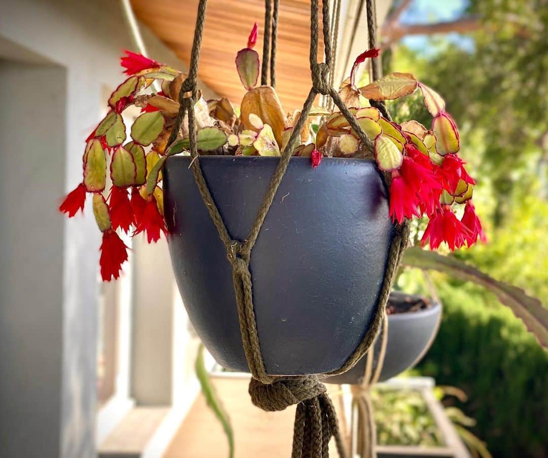 ダミアン･クーラッシュのインスタグラム：「My cacti didn’t get the memo. (Part 4). #CACTUS-19」