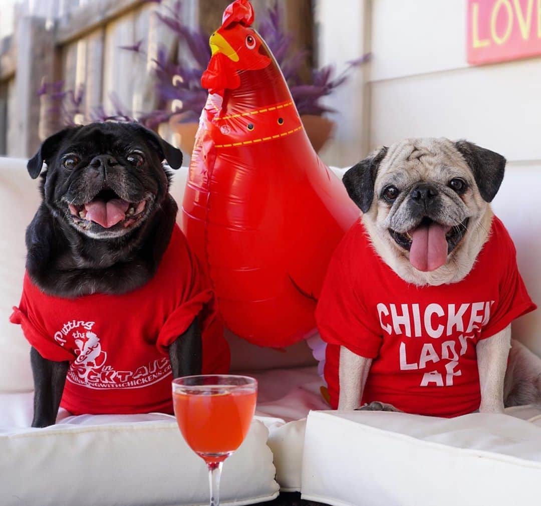 ロッコのインスタグラム：「Happy National Drinking with Chickens Day!!! This was one of Rocco’s favorite holidays, he loved it so much that he had to have his very own “Chicken Lady AF” t-shirt from Kate’s DWC online store ❤️ . . . #nationaldrinkingwithchickensday #pug #puglife #pugstagram #pugsofinstagram #dogsofinstagram #weeklyfluff #theweekoninstagram #austindogs #dogsofbark #teampixel #atx #buzzfeedanimals #cocktails #imbibe #happyhour #craftcocktails」