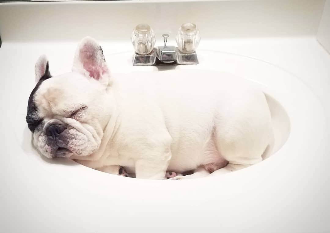 Manny The Frenchieのインスタグラム：「Weekend plans 💤」