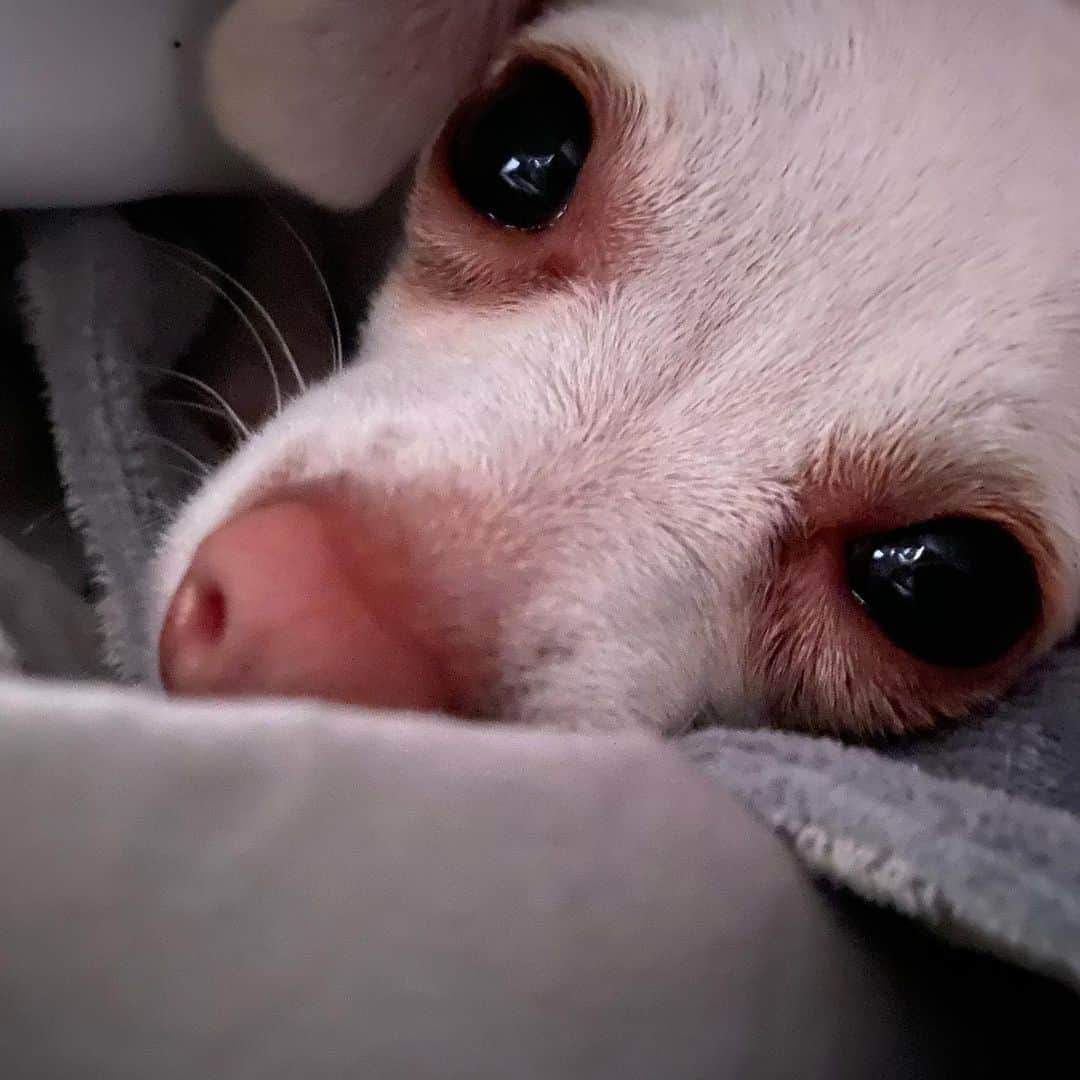 マーガレット・チョーさんのインスタグラム写真 - (マーガレット・チョーInstagram)「Under the covers #chihuahua #rescuedogsofinstagram #rescuedog #love #bed #quarantine」5月24日 6時42分 - margaret_cho