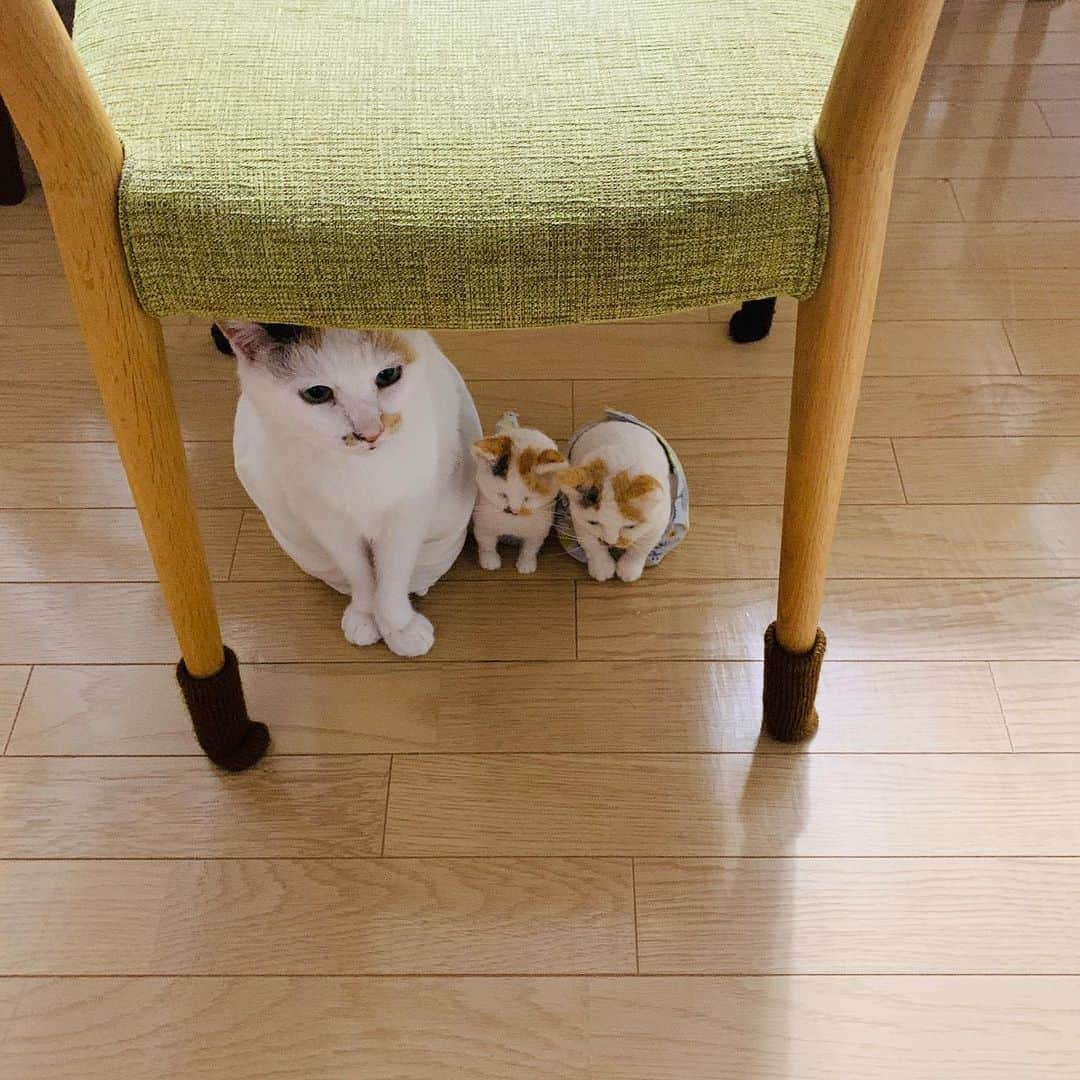 マルのインスタグラム