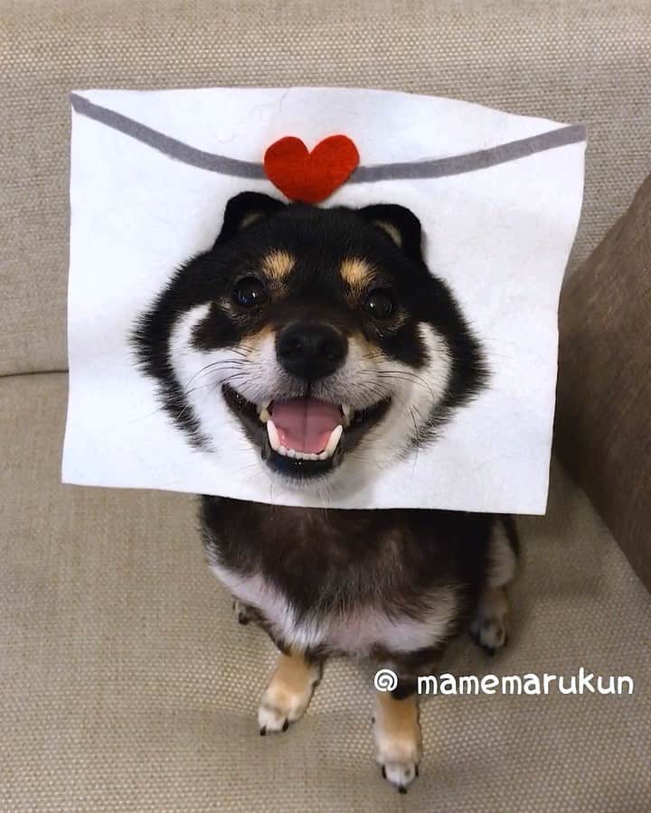 まめ丸のインスタグラム：「* * 今日は『ラブレターの日💌』なんだって🐶❣️ いつもなかよくしてくれるみんなに ラブレター💌どうぞ🐶💓 * * Today is the day of Love Letter in Japan🐶💌❤️ 🌟#mamemaruscosplay No.13 love letter💌🌟 * * #はめ丸 シリーズ第１３弾ラブレター💌 #さいごお耳でてくるよ👂 #リポストまめ丸 * #柴犬#豆柴#柴#黒柴#犬#いぬのきもち#shiba#shibainu#shibalove#shibastagram#puppy#instadog#dogstagram#dogsofinstagram#dog#cutepetclub#petstagram#shibapuppy#doglover#puppytrip#shibalovers#bestwoof#dailyfluff#weeklyfluff#petoftheday#まめ丸何の日シリーズ」