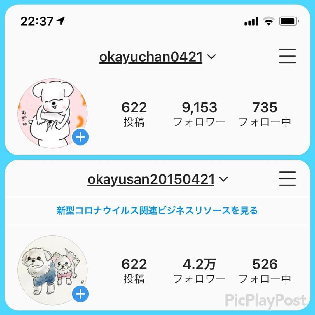 おかゆ & おもちさんのインスタグラム写真 - (おかゆ & おもちInstagram)「...🙋🏻‍♀️>🤷🏻‍♂️..・.🎊 . . 今日は記念日となりました✨ . えっ⁉︎何の記念日かって⁇ . . さっき、ふと見たら、私のインスタ投稿数と、パパの投稿数が、全く同じだった〜〜😳‼️ . . で、今日私が投稿したから... そうです、私がパパを追い抜きました〜〜😆🙌 . . パパが2016年3月に始めて、その後5月に私が『裏おかゆアカウント🙊』として始めて、ちょうど4年...🙋🏻‍♀️🎵 . . いつもたくさんの方に見ていただけて、いいねやコメントもたくさんいただけて、毎日嬉しく、幸せです☺️これからもよろしくお願いします💕 . . みなさん、いつもありがとう〜〜by おかゆ😘おもち😘ママ😘。 今日は「キスの日💋」らしいので、嫌がらず受けとってね〜❣️🤣 . . . . ❤︎ .  #maltese #malteseofinstagram #malteselovers #happydog #dogsmile #doglove #doglover #doglife #dogsofinstagram #dogstagram #instadog #lovedogs #ilovemydog #cutedog #dogoftheday #멍스타그램 . #okayusan #マルチーズ #エブリドッグ #犬バカ部 #癒しわんこ #わんこ #愛犬 #pecoいぬ部 #pecotv #いぬすた #わんこは家族 #記念日 #追い抜き #ボーロ大好き」5月23日 23時18分 - okayuchan0421