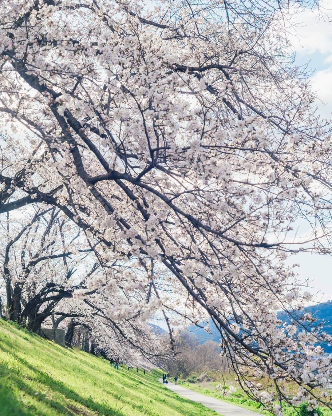 もろんのんさんのインスタグラム写真 - (もろんのんInstagram)「【ご報告🌸】 「そうだ京都、行こう。」公式Instagramの撮影をいたしました！ . 「今年はお花見に行けなかった」という方も、楽しんでいただけると嬉しいです。  全てでは無いですが、公式に掲載されている桜写真はほとんど撮らせていただきました📷 ▶︎ @soudakyoto_official  心打たれる京都の桜景色と出会えたので、来年の参考になるように私のInstagramでもお届けしていきます⛩️ . ※緊急事態宣言以前に、新型コロナウイルス感染防止のため、撮影は細心の注意を払って行いました。 . 📍京都 / Kyoto,Japan」5月23日 23時11分 - moron_non