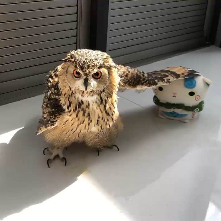 GEN3 Owlのインスタグラム：「何かしてるけど、何をしてるか分かんない。 Hey, Garu, what are you doing? #owl #owlgaru」
