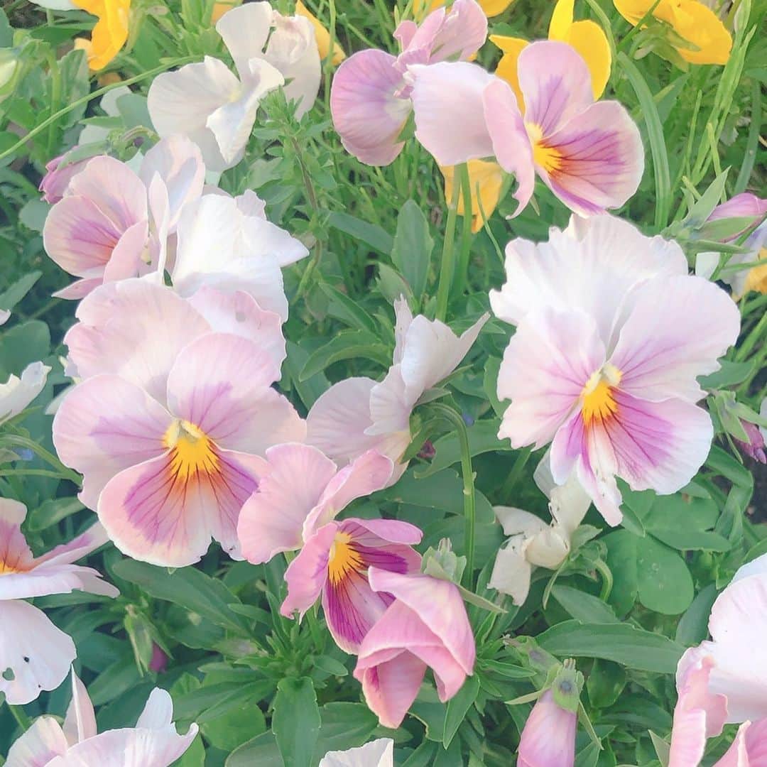 YU-RIのインスタグラム：「💐 パンジーとビオラの違いってなんなんだ？ と思って調べてみたら お花の大きさみたい！笑笑  花の大きいのがパンジー 小さいのがビオラなんだって💡 すっきりしたー🥰！笑  どっちもかわいくて好き♡笑  パンジー全般の花言葉は「もの思い」「私を思って」  紫のパンジーの花言葉は「思慮深い」  黄色いパンジーの花言葉は「つつましい幸せ」「田園の喜び」 白いパンジーの花言葉は「温順」  パンジーを見るといつも アリスと不思議の国を思い出す🐰」