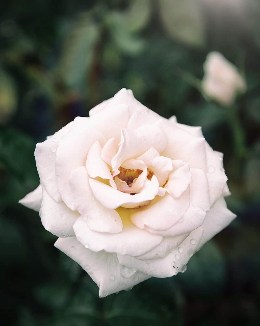 柳澤麻衣さんのインスタグラム写真 - (柳澤麻衣Instagram)「Have a lovely weekend. Red roses are blooming in my garden❤️」5月24日 0時03分 - toile_blanche