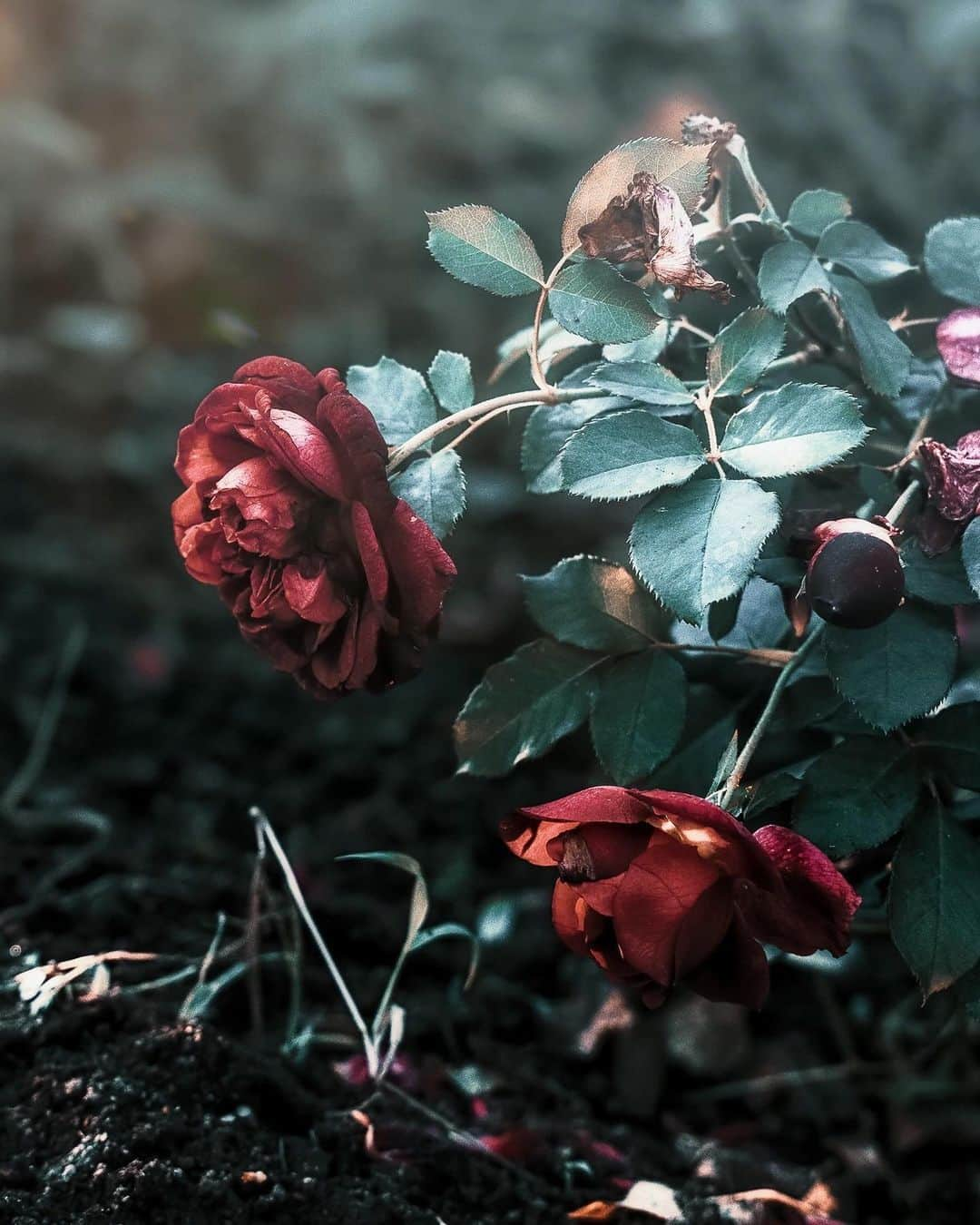 柳澤麻衣のインスタグラム：「Have a lovely weekend. Red roses are blooming in my garden❤️」