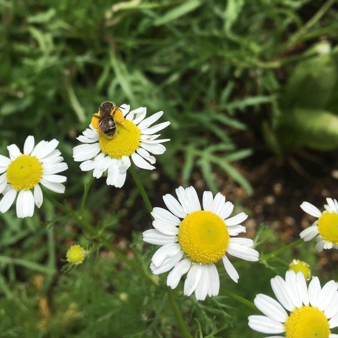 SHANTIさんのインスタグラム写真 - (SHANTIInstagram)「The life of a bee. A honey bee makes 1/12 tsp. Of honey in its lifetime. They are precious. Without pollination humanity cannot thrive. We have the chance to remember how intertwined our lives our. So fragile and so strong. To feel that connection is power. To feel that connection is gratitude. To feel that connection you feel the life within all. #lifeofabee #wisdom #naturelover #protectbees」5月24日 0時28分 - shantimusic