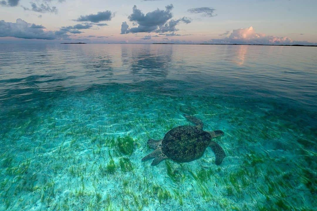 Thomas Peschakさんのインスタグラム写真 - (Thomas PeschakInstagram)「To celebrate #worldturtleday I want to share some of my favorite sea turtle images with you all. Photographs that I shot for @NatGeo over the last decade on Masirah Island (Oman), Europa Atoll (Moz Channel), Crab Island (Australia), Aldabra Atoll (Seychelles) and the Exumas (Bahamas). @esooman @saveourseasfoundation  @sif_seychelles @fonassociation #apudthamarangers #seaturtles #turtles」5月24日 1時16分 - thomaspeschak