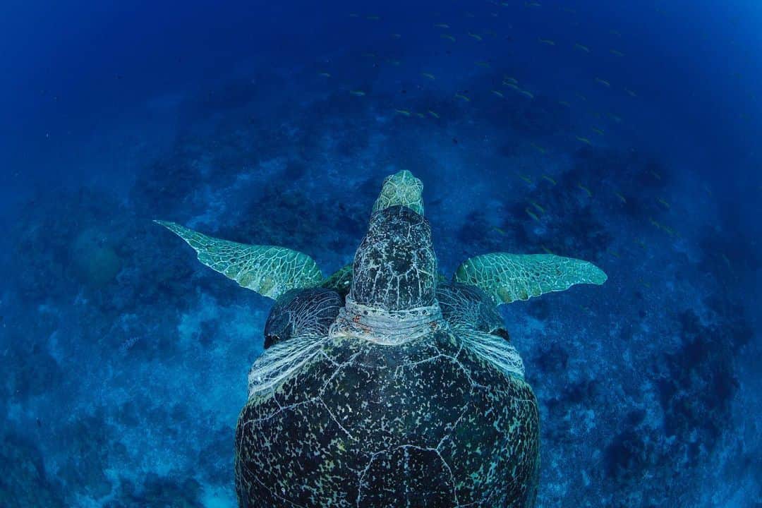 Thomas Peschakさんのインスタグラム写真 - (Thomas PeschakInstagram)「To celebrate #worldturtleday I want to share some of my favorite sea turtle images with you all. Photographs that I shot for @NatGeo over the last decade on Masirah Island (Oman), Europa Atoll (Moz Channel), Crab Island (Australia), Aldabra Atoll (Seychelles) and the Exumas (Bahamas). @esooman @saveourseasfoundation  @sif_seychelles @fonassociation #apudthamarangers #seaturtles #turtles」5月24日 1時16分 - thomaspeschak