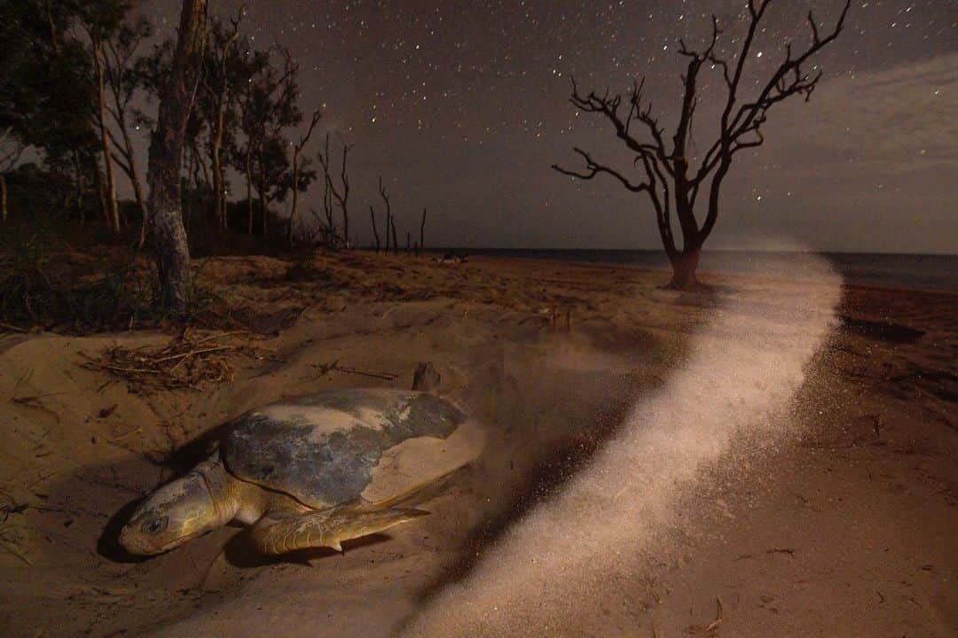 Thomas Peschakさんのインスタグラム写真 - (Thomas PeschakInstagram)「To celebrate #worldturtleday I want to share some of my favorite sea turtle images with you all. Photographs that I shot for @NatGeo over the last decade on Masirah Island (Oman), Europa Atoll (Moz Channel), Crab Island (Australia), Aldabra Atoll (Seychelles) and the Exumas (Bahamas). @esooman @saveourseasfoundation  @sif_seychelles @fonassociation #apudthamarangers #seaturtles #turtles」5月24日 1時16分 - thomaspeschak