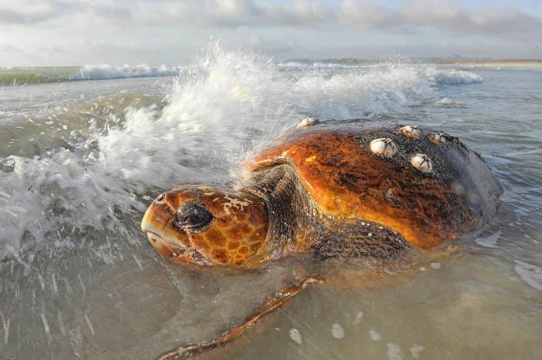 のインスタグラム：「To celebrate #worldturtleday I want to share some of my favorite sea turtle images with you all. Photographs that I shot for @NatGeo over the last decade on Masirah Island (Oman), Europa Atoll (Moz Channel), Crab Island (Australia), Aldabra Atoll (Seychelles) and the Exumas (Bahamas). @esooman @saveourseasfoundation  @sif_seychelles @fonassociation #apudthamarangers #seaturtles #turtles」