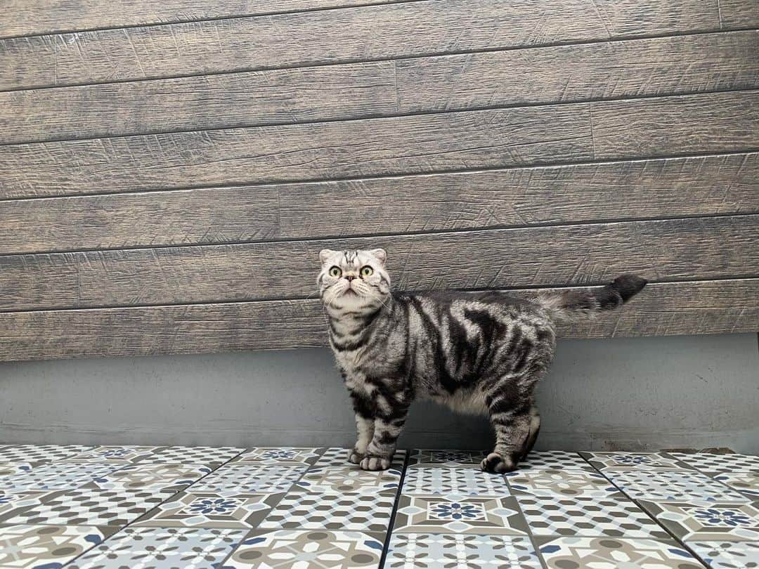 Shishi-maruのインスタグラム：「🐱His new balcony 🐱手付かずのベランダに。IKEAのタイルを敷いてみました。初めは自分から出てきたししまるですが、すぐに部屋に戻ってしまいました。ししまるも快適になるよう今後調整していきます。 ーーーーーーーーーーーーー 🌺「渋ネコ ししまるさん」ねこのきもちWEB MAGAZINE にて毎週金曜日エッセイの連載中 ーーーーーーーーーーー 📕「ぷっちねこ。」「3匹のちいさな猫を召喚できたなら」「ちいさな猫を召喚できたなら」徳間書店より単行本発売中 ーーーーーーーーーーー ⭐︎ねこ漫画→@tacos_cat 🌺Twitter →@taco_emonemon ーーーーーーーーーーー」