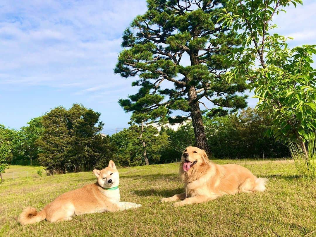 篠原信一さんのインスタグラム写真 - (篠原信一Instagram)「おはようワン♪ 気持ちいい朝☀️ ちょっと休憩🐕🐶 #柴犬 #しばいぬ #ゴールデンレトリバー #小鉄とニコの大冒険  #shibainu #goldenretriever #いぬすたぐらむ #いぬのいる暮らし #犬との暮らし #気持ちいい朝 #ちょっと休憩」5月24日 7時10分 - kotetu__niko