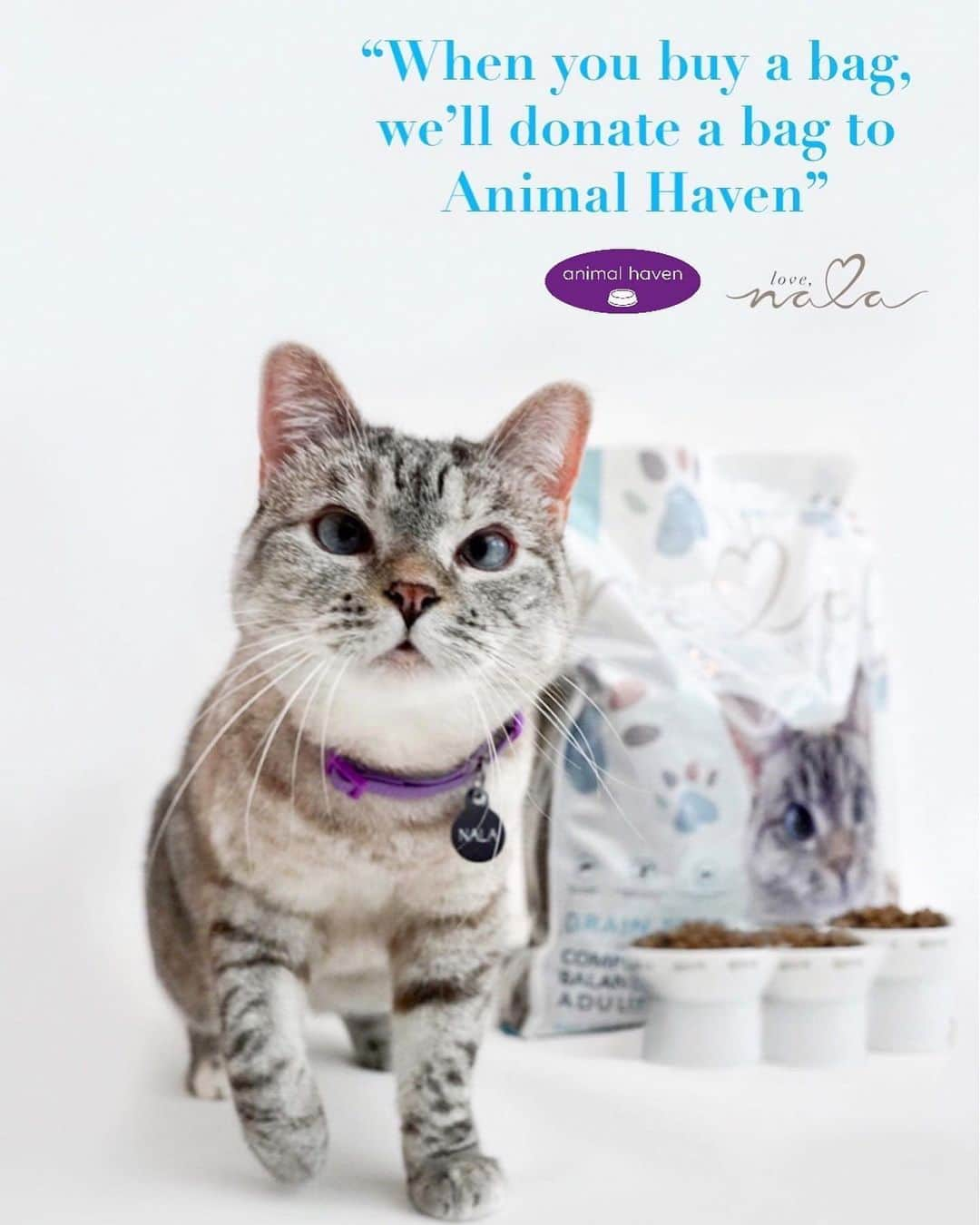 nala_catさんのインスタグラム写真 - (nala_catInstagram)「As a community, we filled more than 20,000 bowls of Love for rescues in need. Our last 4 partners were in California and now we want to give some love to New York. We’re excited to announce that we’ll be lending a paw to our friends at @animalhaven. ⠀ ⠀ Starting today, we’ll be donating an 11 pound bag of kibble for every 11 pound bag sold until Sunday, 5/31/2020. This means when you buy a bag for your kitty, we’ll send an entire bag of kibble to the kitties at @animalhaven 📦 ❤️ ⠀ ⠀ If you want to help but you don't need food right now or live in another country, you can participate by visiting lovenala.com and purchasing the “Donation-only Dry Food” product you'll see there and we'll add a bag to the donation! Together, we can ease some of the financial burden so the heroes can do what they do best, save lives and find loving forever homes (Link in bio)⠀」5月24日 2時35分 - nala_cat