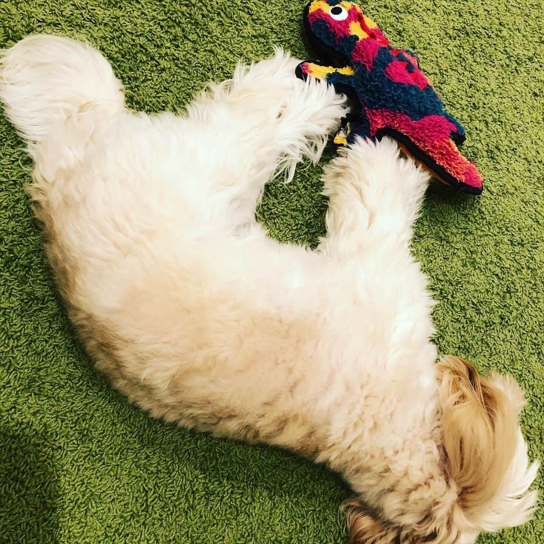 北山陽一のインスタグラム：「すきなの？きらいなの？ #きたやまおもち」
