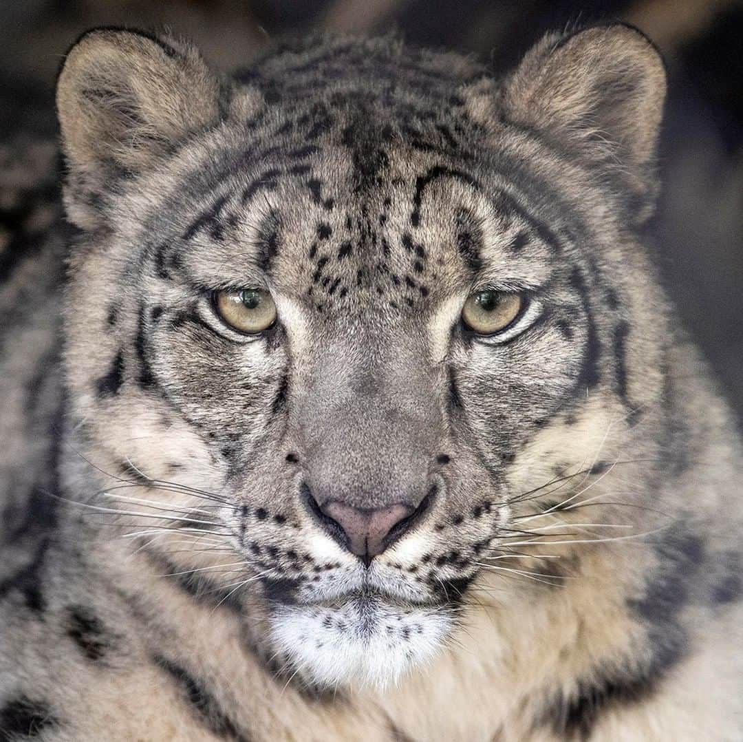 San Diego Zooさんのインスタグラム写真 - (San Diego ZooInstagram)「Snow leopards have almost mystical roles in folklore. And now that the most recent addition to our snow leopard family is here, it’s clear that from the tip of her nose to the end of her 3-foot-long tail, Naphisa is every inch the cat of mystery. Link in bio. #Caturday #SnowLeopard #SavingSpecies #SanDiegoZoo」5月24日 3時00分 - sandiegozoo