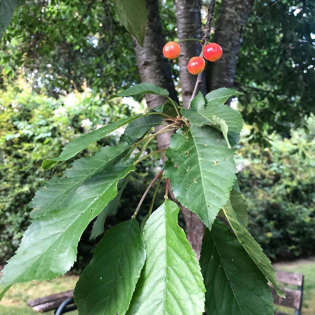 ローラ・グラウディーニさんのインスタグラム写真 - (ローラ・グラウディーニInstagram)「#countryside #cleanair #sonoma #smell #cherries #chickens」5月24日 14時56分 - trulylolaglaudini