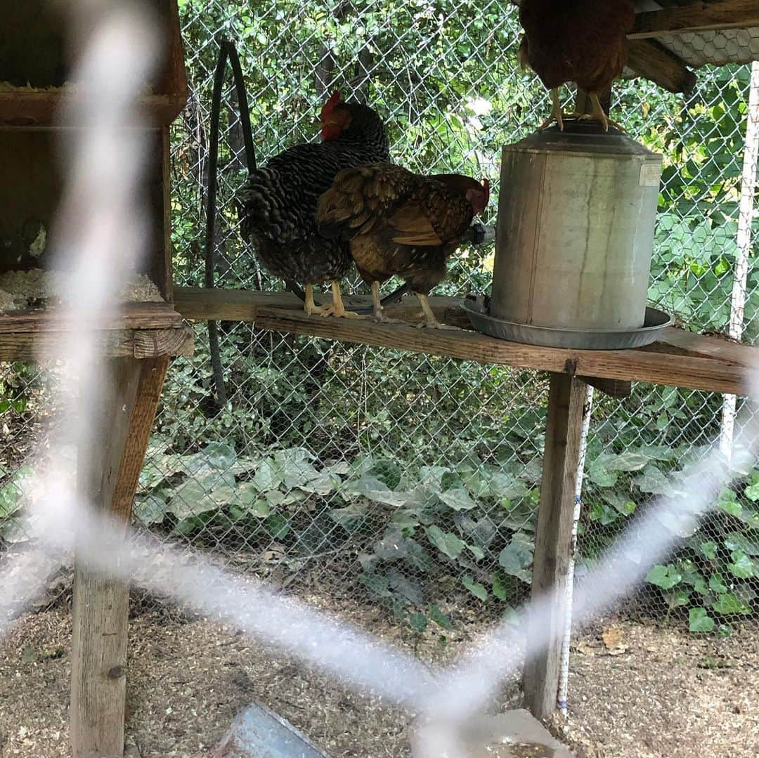 ローラ・グラウディーニさんのインスタグラム写真 - (ローラ・グラウディーニInstagram)「#countryside #cleanair #sonoma #smell #cherries #chickens」5月24日 14時56分 - trulylolaglaudini