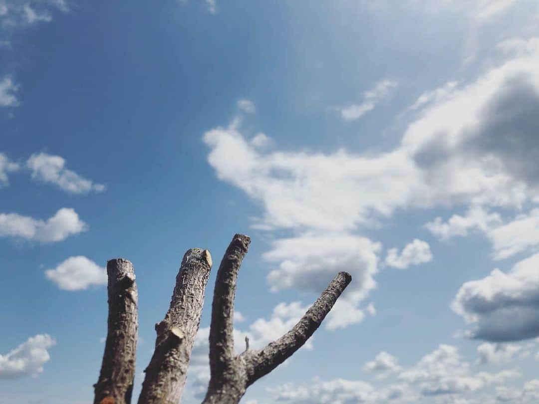 中村靖日さんのインスタグラム写真 - (中村靖日Instagram)「.  きょうは一粒万倍日で大安。  天気が良いから ガジュマルの枝や幹を剪定し、 それを挿し木しました。  ガジュマルの樹液は 粘着力がめっちゃ強くて 手や剪定ばさみに付着すると 瞬間接着剤みたいに なかなか取れません。  生命力の強さか。  めざせ樹齢500年。  #かつて南洋の島で #樹齢500年越えのガジュマルに #触り登りぶら下がった #許可いただいてね #6階建てのビルよりデカかった #banyantree #ガジュマル #17年目 #foliageplant #観葉植物 #tree #木 #balconyview #landscape #tokyo #japan #photo #actor #一粒万倍日 #大安」5月24日 15時25分 - yasuhi_nakamura