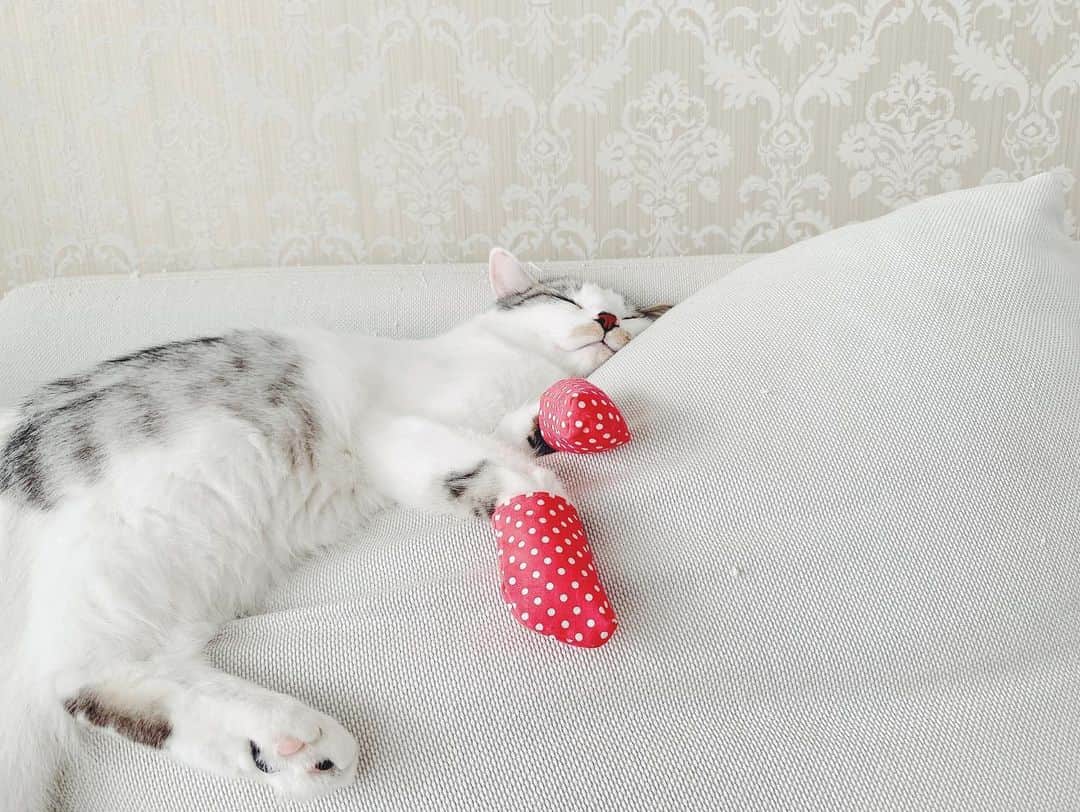 kinaxのインスタグラム：「. good afternoon(๑′ᴗ‵๑)☀in Japan, and good morning, good evening, good night for world friends! . 薄曇りだけど過ごしやすい1日だね☁️ . 緊急事態宣言も解除になりそうで 少しずつまた生活サイクルが変わりそうだね。 . 医療に従事するみなさんと 流通やサービスを提供してくれる方々と 見えないところで心を砕いてくれる 先生方などなど… 書ききれないくらい色んな立場の方が ごくごく普通の日常を こんなにも支えてくれてくれていたんだなと 改めて有り難く、感謝する日々でした。 . . 解除後もすぐには元どおり、とは なれない事が多いとおもうけど 今回の件で尽力してくださった方々が ちゃんと報われますように。 . . そんなこんなで あっという間に5月もあと残りわずか。 . 暑い日も少しずつ増えてきてるから みんなも熱中症に気をつけてね。 . #猫バカ部 #保護猫 #いたずらされた #メルちゃんの靴下 #男の子だけど #お母さんごっこ #子沢山 #おとなしいからやられ放題 #いつもありがとう 2020/05/24」