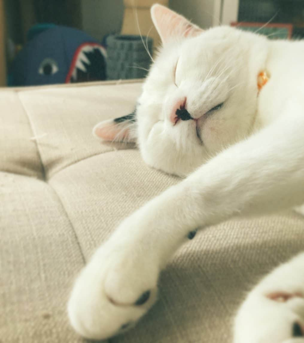 佐藤乃莉さんのインスタグラム写真 - (佐藤乃莉Instagram)「お昼寝✨  #instacat #love#family#猫#おすし」5月24日 15時43分 - nori_sato_